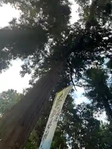 大宮温泉神社の自然(2022年10月17日(月) 08時10分06秒投稿)