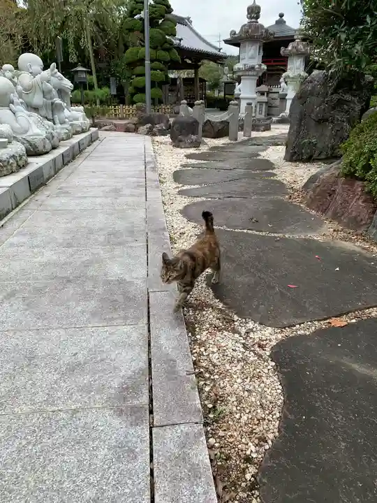 高福寺の動物