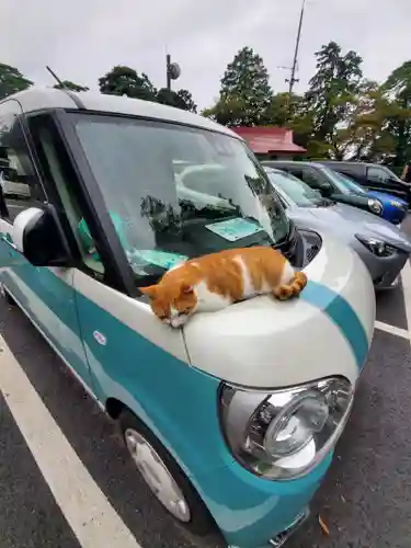 唐澤山神社の動物