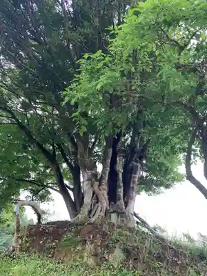 神社（名称不明）の自然