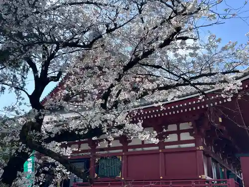 浅草神社の自然