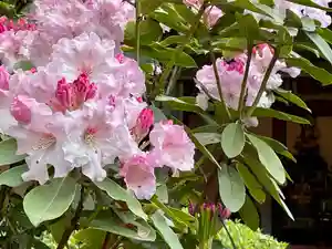 牟禮山観音禅寺(滋賀県)(2022年05月03日(火) 07時58分05秒投稿)