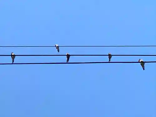 菱野健功神社の動物