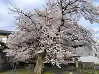 妙経寺(福井県)