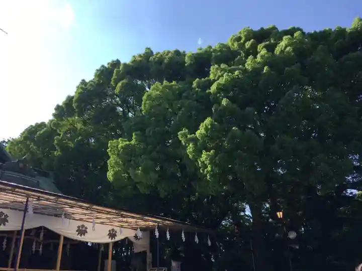 大宮八幡宮の自然