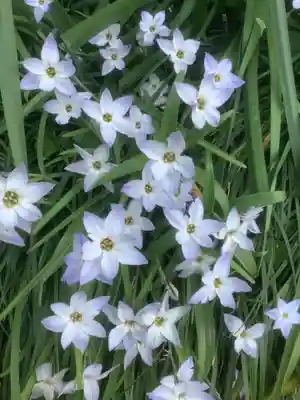 日蓮宗四高祖本覚寺の自然
