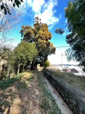 大杉弘法堂（弘法スギ）(滋賀県)