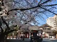 浅草神社の自然