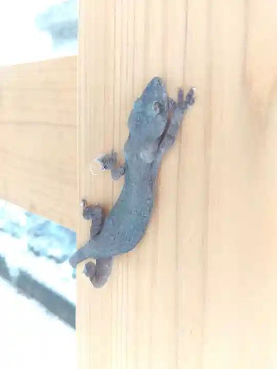 總社 和田八幡宮(福井県)