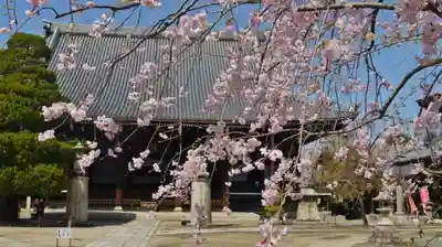 妙顯寺(妙顕寺)の本殿・本堂