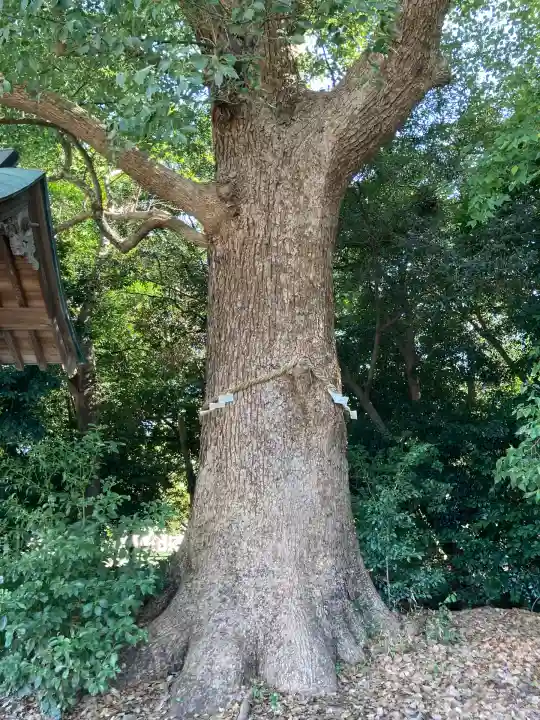 曽禰神社(大阪府)