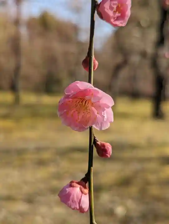 城南宮(京都府)