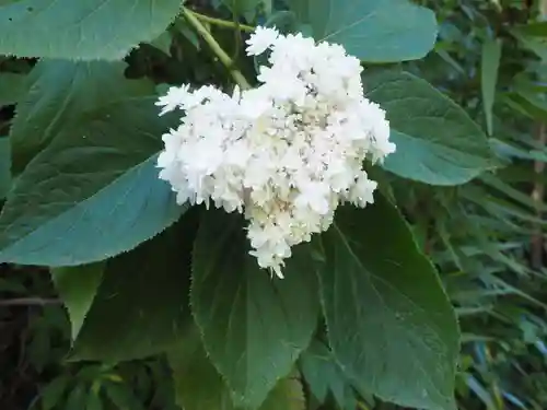 明月院(神奈川県)