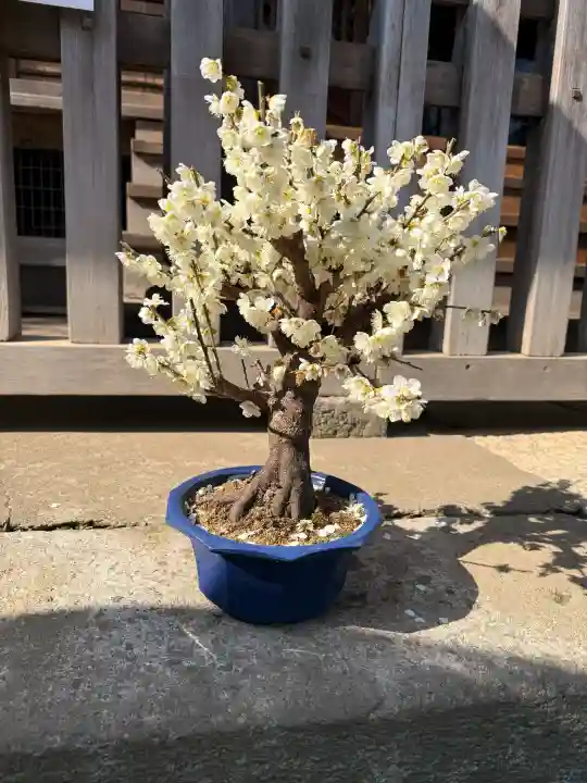 滝野川八幡神社の{uncategorized: "未分類", other: "その他", undefined: "問題あり", building: "その他建物", grave: "お墓", sacred_gate: "鳥居", guardian: "狛犬", statue: "像", buddha: "仏像", history: "歴史", nature: "自然", garden: "庭園", animal: "動物", pagoda: "塔", temizu: "手水舎", mountain_gate: "山門・神門", sanctuary: "本殿・本堂", subordinate: "末社・摂社", art: "芸術", scenery: "景色", jizo: "地蔵", ema: "絵馬", goshuin: "御朱印", omikuji: "おみくじ", items: "授与品その他", amulet: "お守り", goshuincho: "御朱印帳", eats: "食事", festival: "お祭り", votive_dance: "神楽", shichigosan: "七五三参", wedding: "結婚式", experience: "体験その他", initially: "初詣", around: "周辺", anti_infection: "感染症対策"}