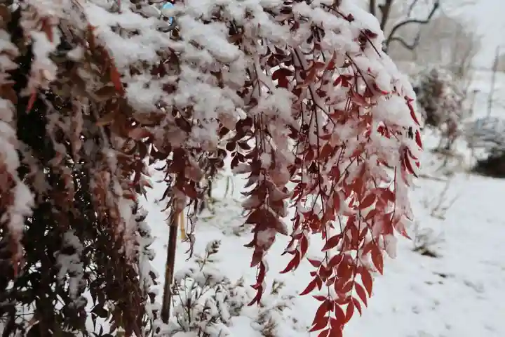 阿久津「田村神社」(郡山市阿久津町)旧社名:伊豆箱根三嶋三社の自然