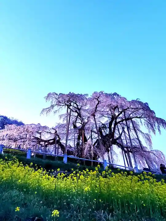 瀧桜神明宮(福島県)