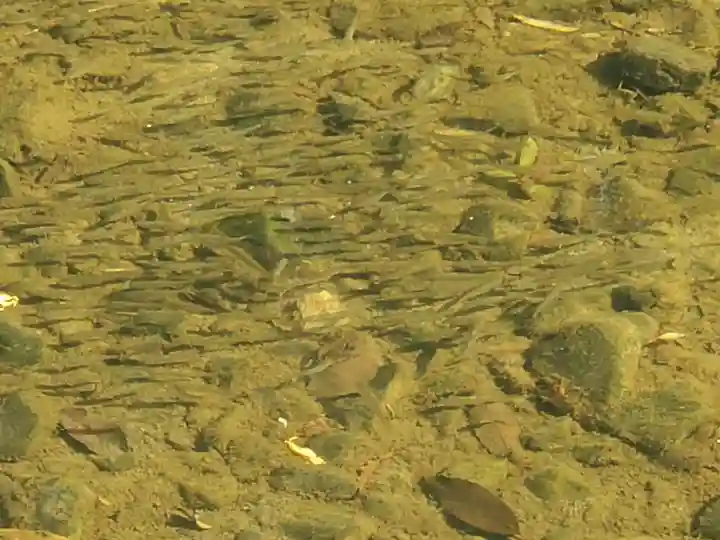 塩井神社の動物