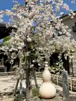 太閤山常泉寺の自然