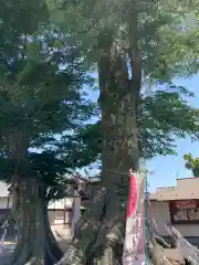 八枝神社(埼玉県)