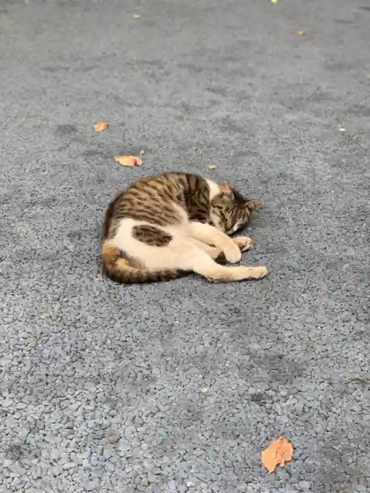 櫻岡大神宮の動物