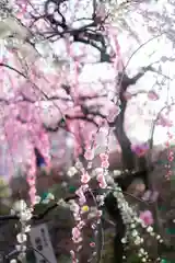 大縣神社の自然