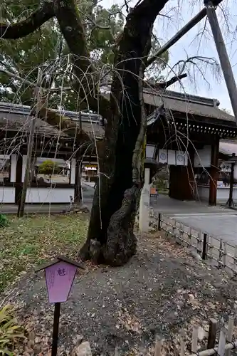 平野神社の自然