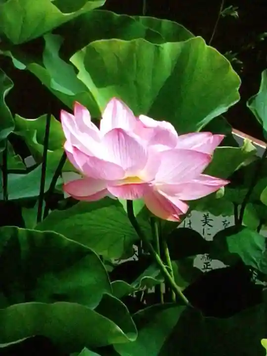 長善寺(東京都)