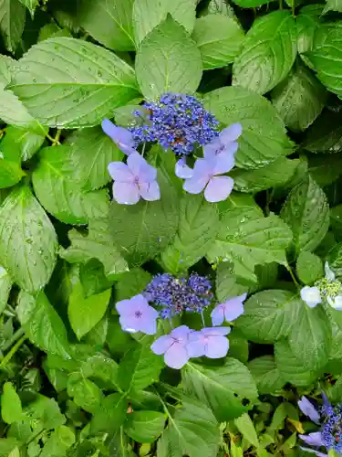 浄妙寺(神奈川県)