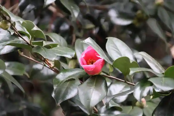 鹿島大神宮(福島県)