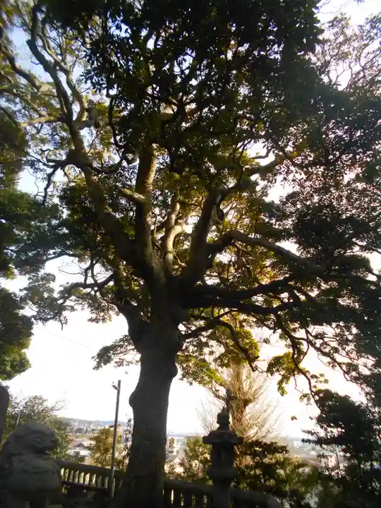 甘縄神明神社(甘縄神明宮)の景色
