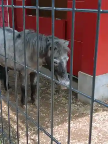 神田神社（神田明神）の動物