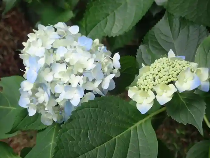 高幡不動尊 金剛寺(東京都)