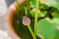 大久寺(神奈川県)