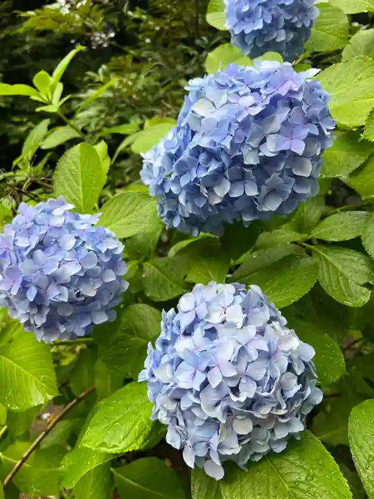 渋谷氷川神社の自然