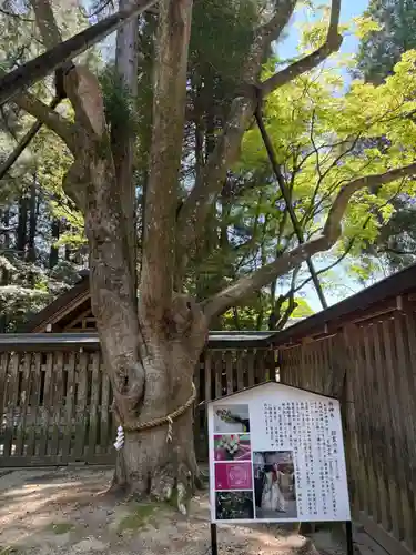天岩戸神社(宮崎県)