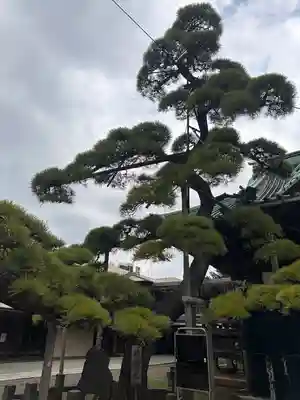 題経寺(柴又帝釈天)(東京都)