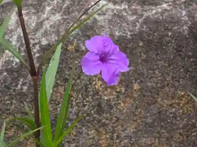 安岡寺(大阪府)