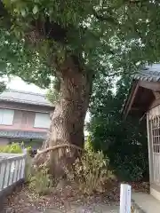 大社神社の自然