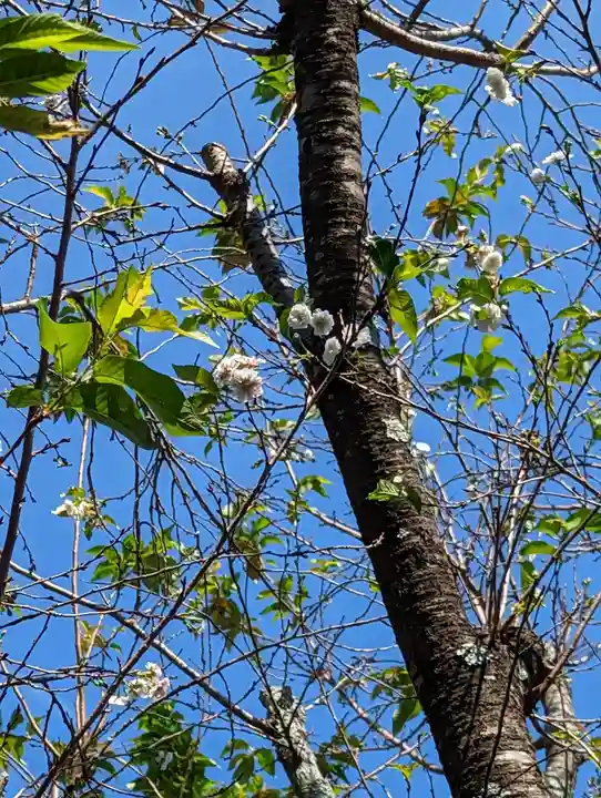法雲寺(京都府)