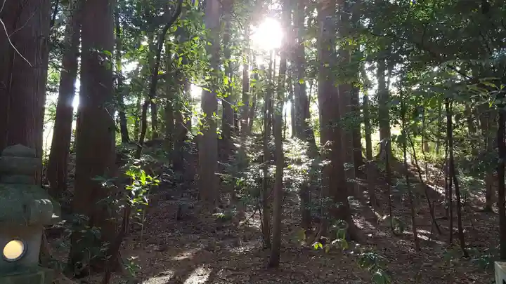 椿大神社の自然