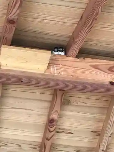 美保神社の動物