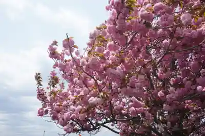 桜町二宮神社の自然