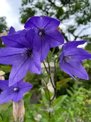 天鏡院(京都府)