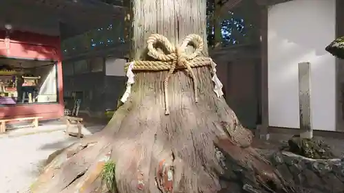 北口本宮冨士浅間神社の自然