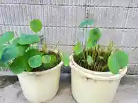 松本山 地福禅寺の自然