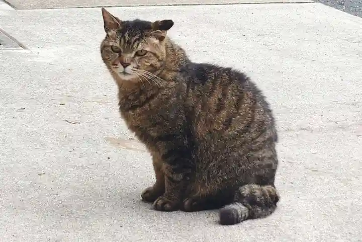 所澤神明社(埼玉県)