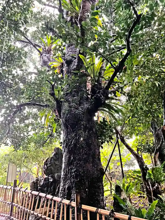 金武観音寺の自然