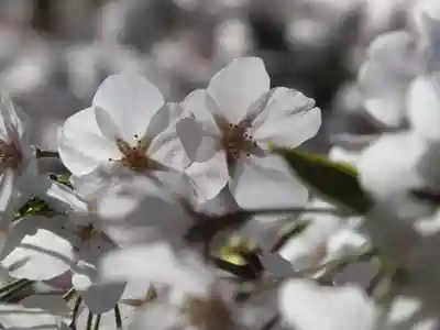 園城寺（三井寺）の自然