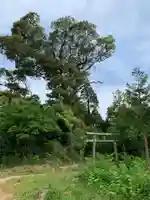 大宮神社(千葉県)