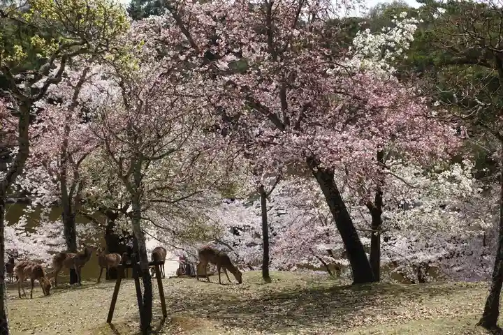 興福寺(奈良県)